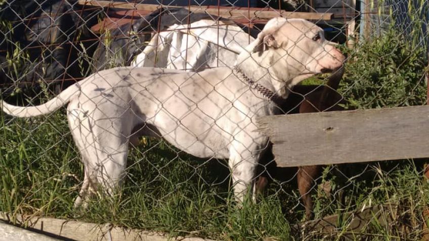 Proteccionistas animales lamentan "el accionar esquivo de nuestras autoridades"