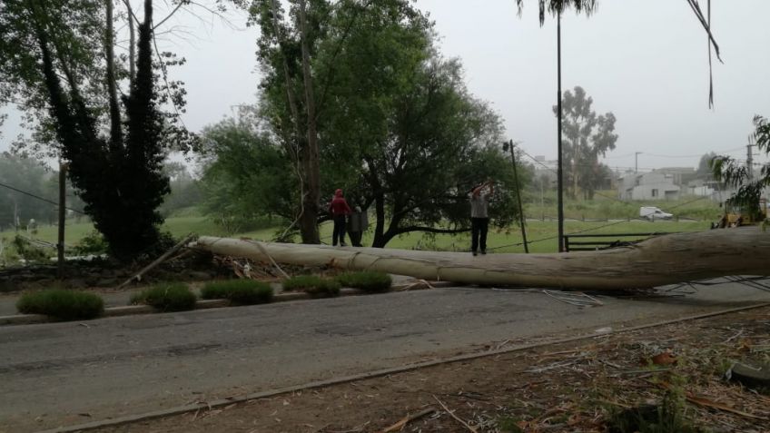 Cayó un árbol en la zona del Lago del Fuerte y generó diversos problemas