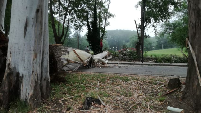 Cayó un árbol en la zona del Lago del Fuerte y generó diversos problemas