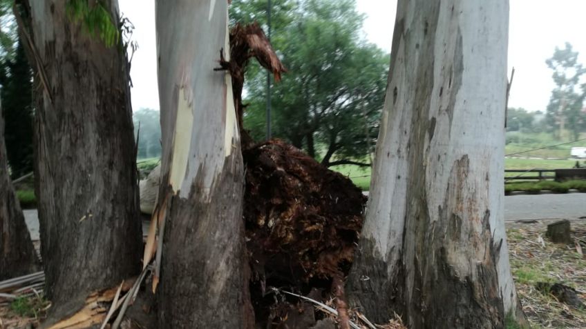 Cayó un árbol en la zona del Lago del Fuerte y generó diversos problemas