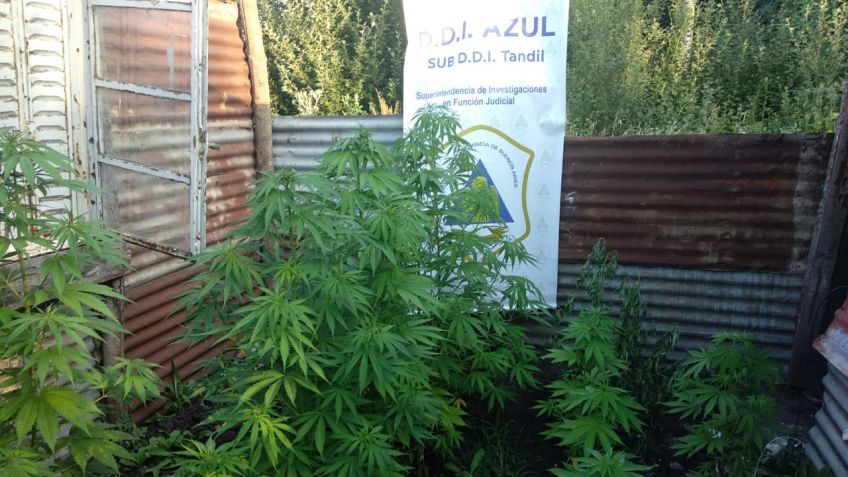 Secuestraron 19 plantas de marihuana y un motor robado hace seis años