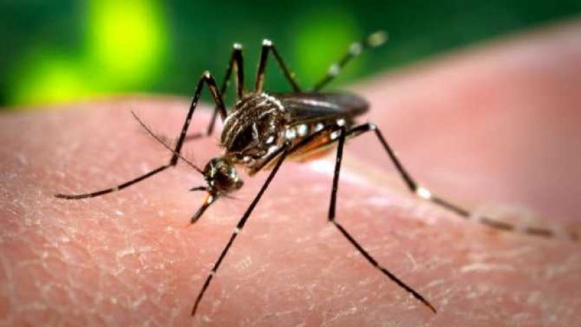 Humanos contra mosquitos: comenzó la fumigación