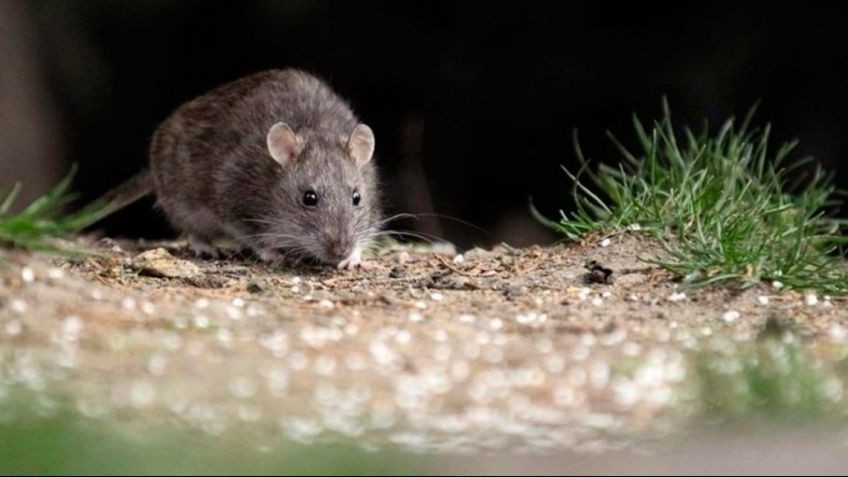 Hantavirus: ¿Qué es y cómo se previene?