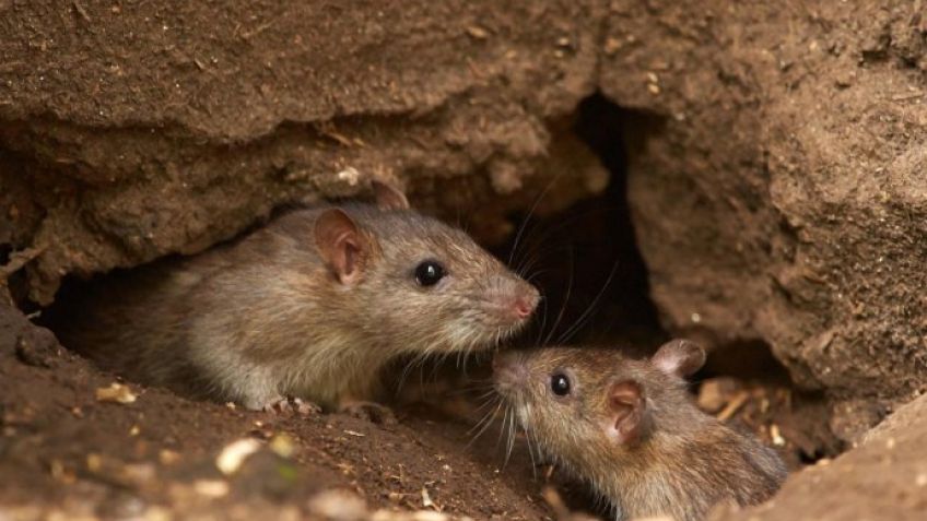 La provincia en "Alerta epidemiológica" por caso de Hantavirus