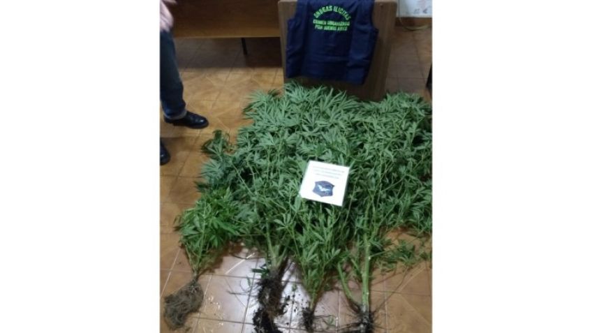 En un allanamiento secuestran plantas de marihuana