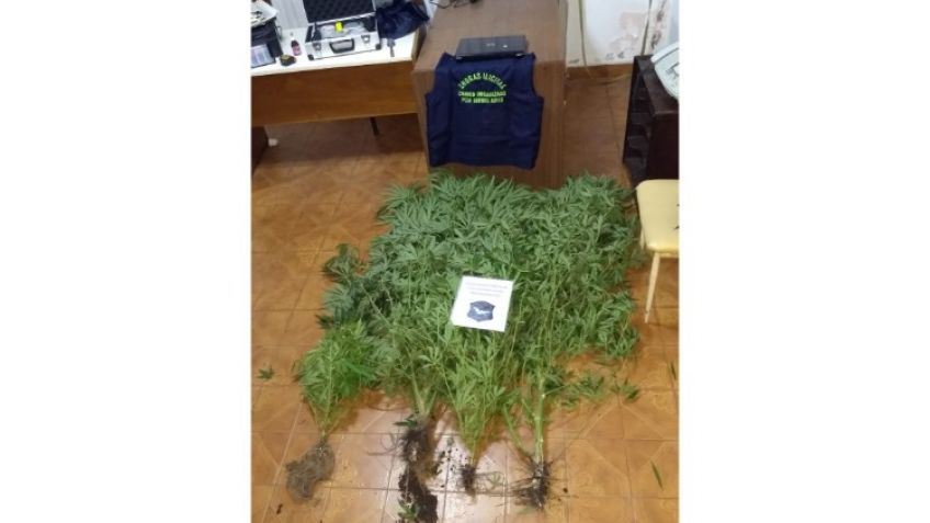 En un allanamiento secuestran plantas de marihuana