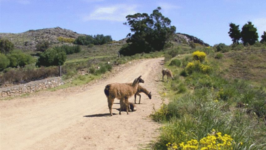 ¿El fin de la reserva natural de Sierra del Tigre?