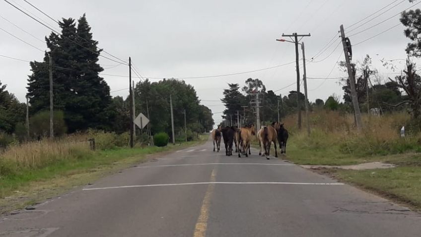Preocupación por caballos sueltos en La Elena