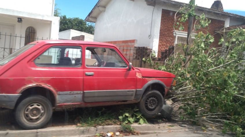 Automóvil "se tragó" un árbol: sin heridos