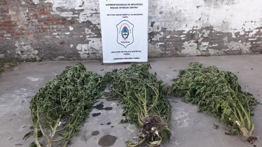 Secuestran plantas de marihuana en allanamiento por robo