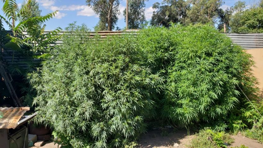 Secuestran plantas de marihuana en allanamiento por robo