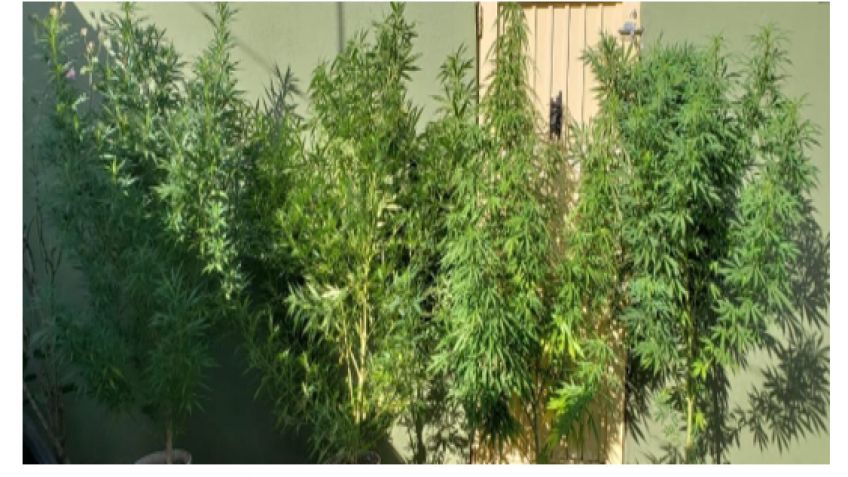 Marea verde: secuestran gran cantidad de marihuana