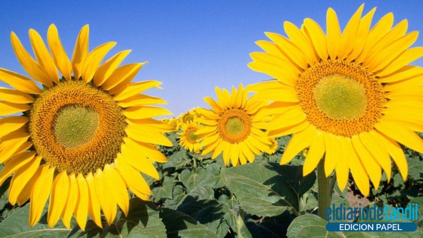El girasol alcanzó rendimientos de entre 20 y 28 quintales en Buenos Aires