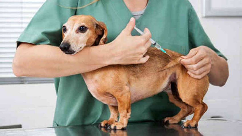 El programa de castración y vacunación de mascotas continúa su recorrido