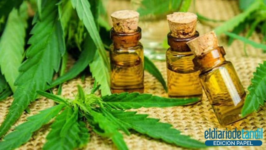 Cannabis Medicinal: "En Tandil se cuentan por miles"