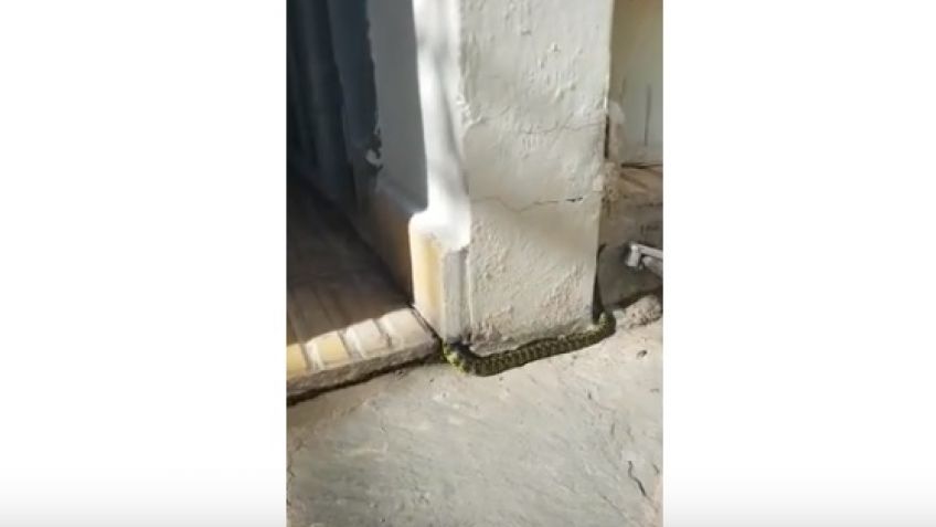 Video: apareció una serpiente en la Regional de ANSES