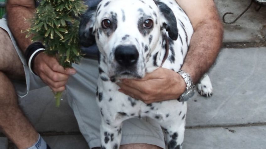 Analizan los beneficios del aceite de cannabis en perros con epilepsia