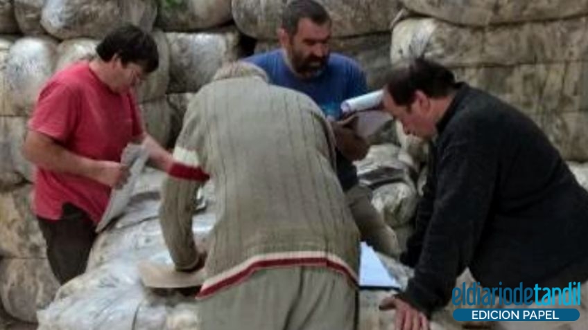 Firmas exportadoras compran lana de productores ovinos bonaerenses