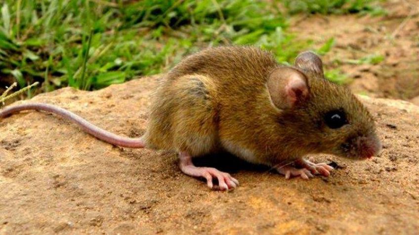 Una persona murió por hantavirus en Tandil 