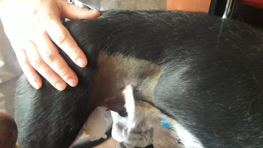 Denuncian que Bromatología castró a un perro macho como si fuese hembra