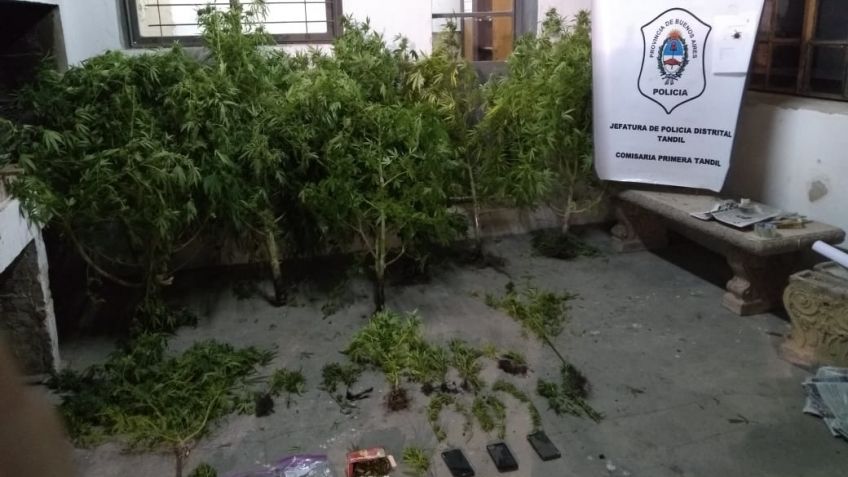 Secuestran una escopeta y plantas de marihuana en un allanamiento