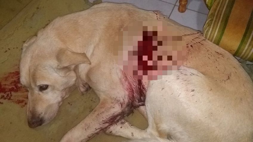 Preocupación en Vela por la aparición de perros apuñalados