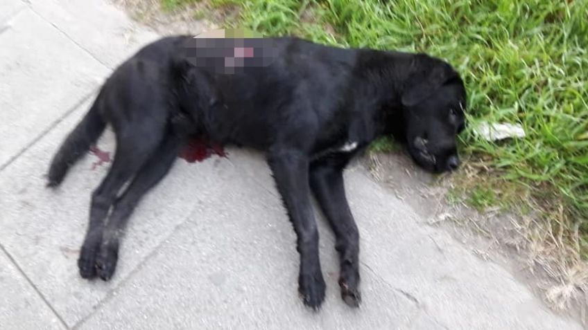 Preocupación en Vela por la aparición de perros apuñalados