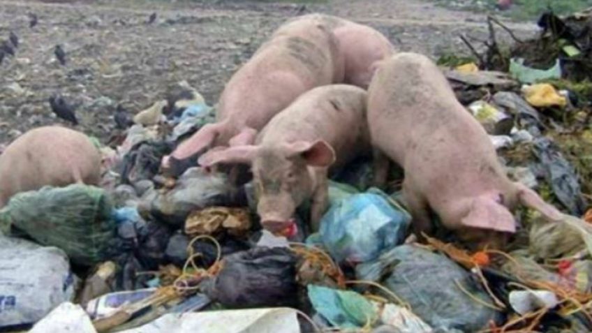 Ante casos de triquinosis en la región, piden analizar los cerdos