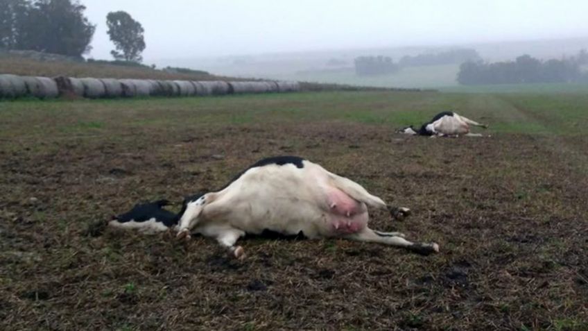 Un rayo mató dos vacas de un tambo