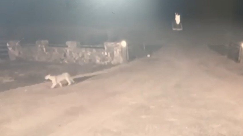 Video: un Puma suelto en La Mata