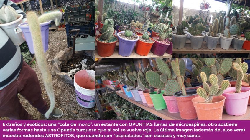 Lado B Carlos Javier Franco - Cactus