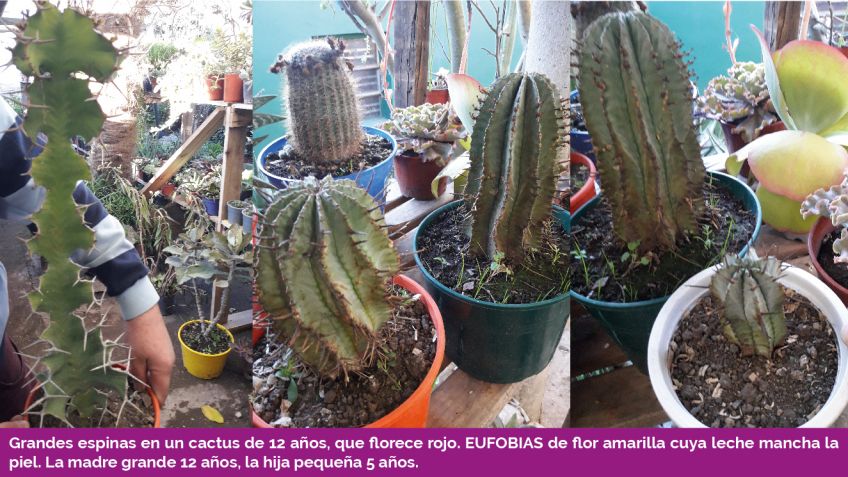 Lado B Carlos Javier Franco - Cactus
