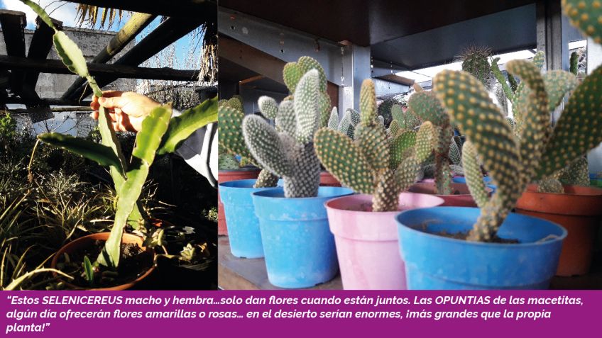 Lado B Carlos Javier Franco - Cactus