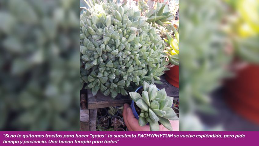 Lado B Carlos Javier Franco - Cactus