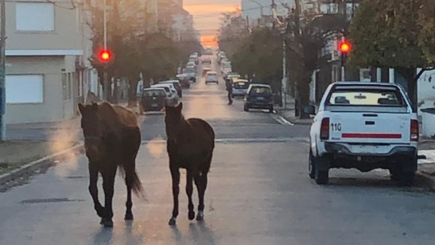 Caballos sueltos... y en contramano