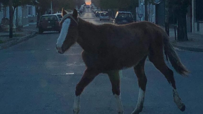 Caballos sueltos... y en contramano