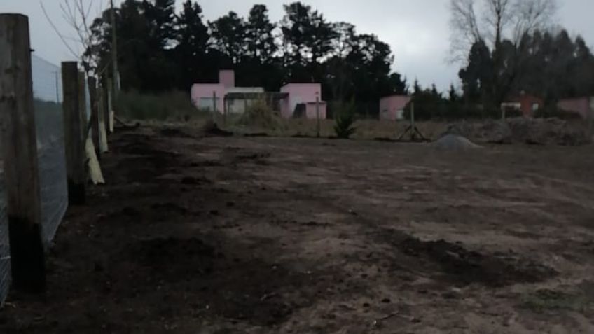 Plantó 45 pinos, pero le robaron 41