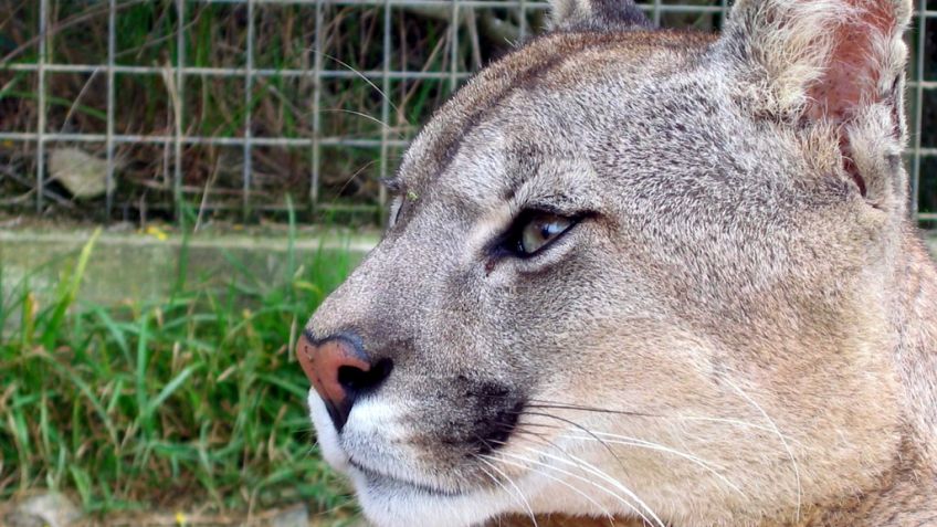 Filmó un puma y asegura que fue en Tandil