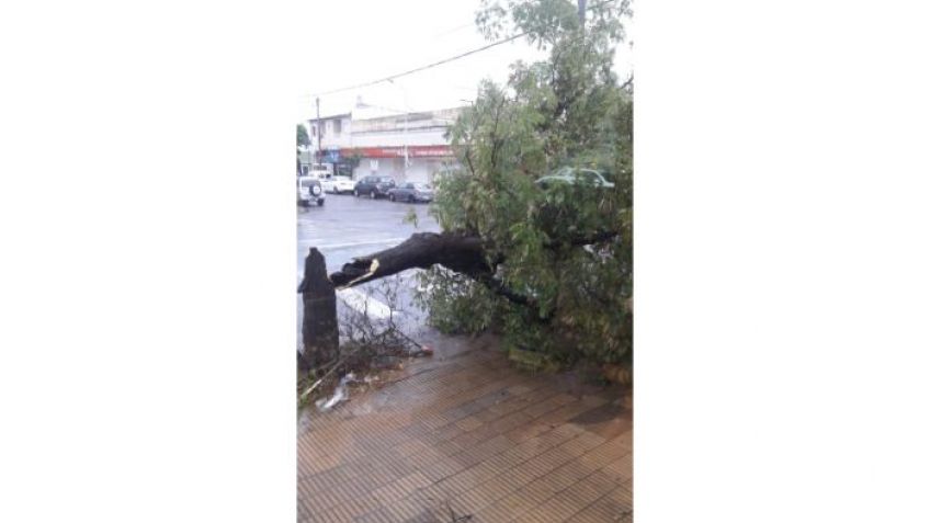 Un árbol cayo en pleno centro: conocé los motivos