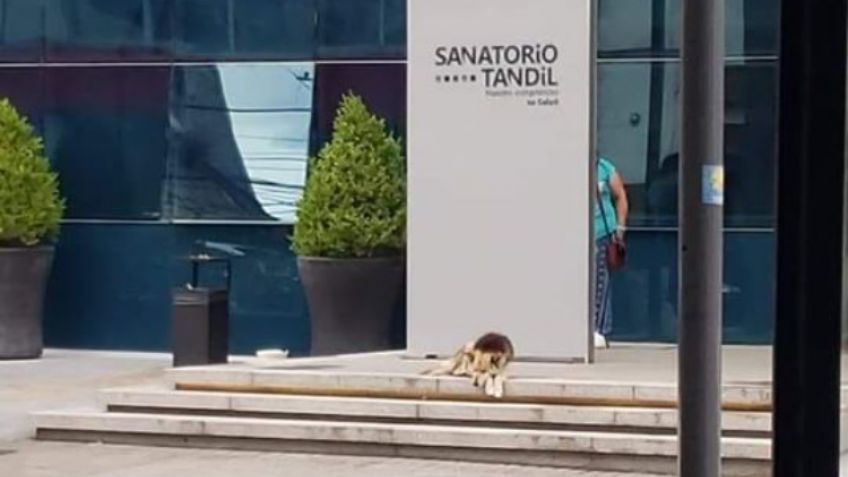 Viral: la guardia de un perro en el Sanatorio esperando por su dueña 