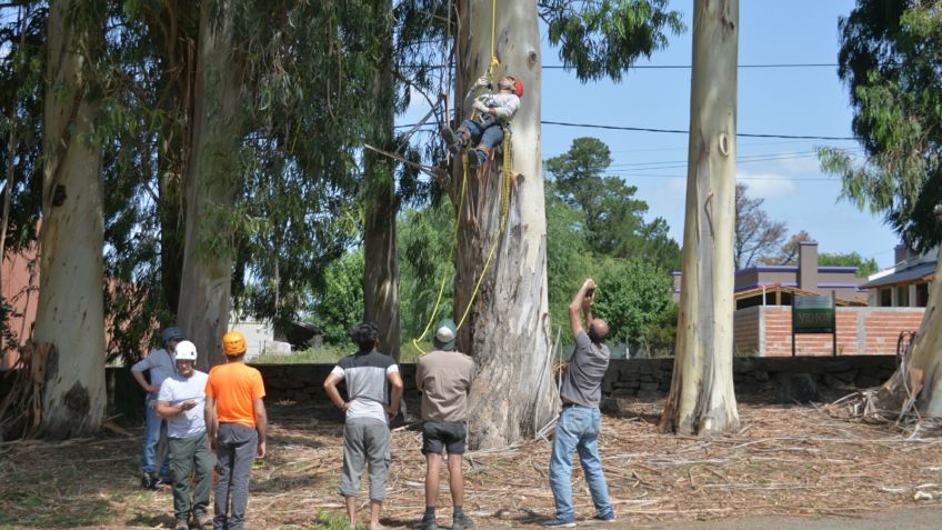 Se realizan tareas de poda de limpieza en la zona del Lago