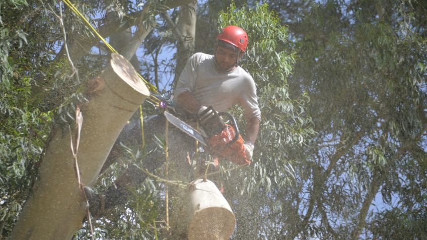 Se realizan tareas de poda de limpieza en la zona del Lago
