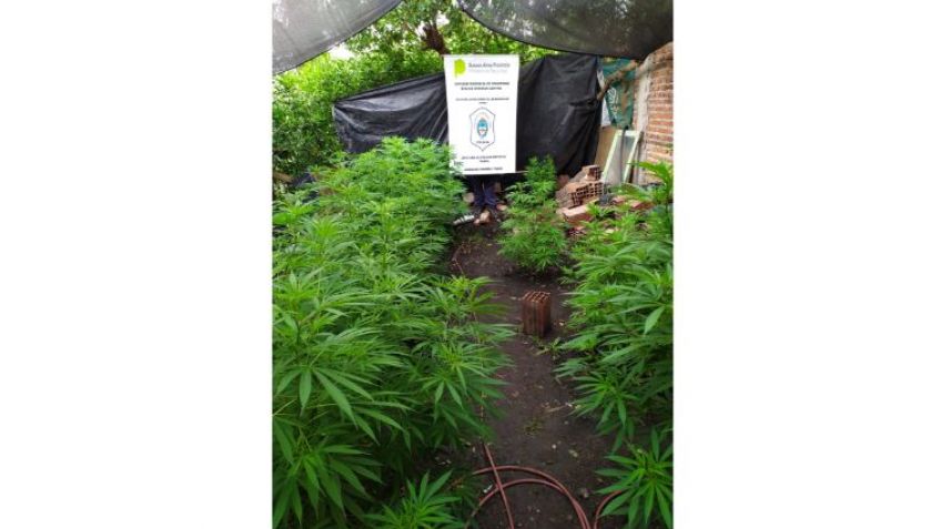 Encuentran plantas de marihuana cuando investigaban el robo de una moto