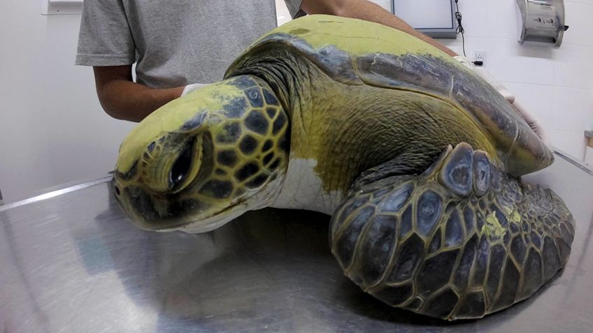 Más de 350 animales llegan cada año a las costas argentinas con plásticos en su organismo