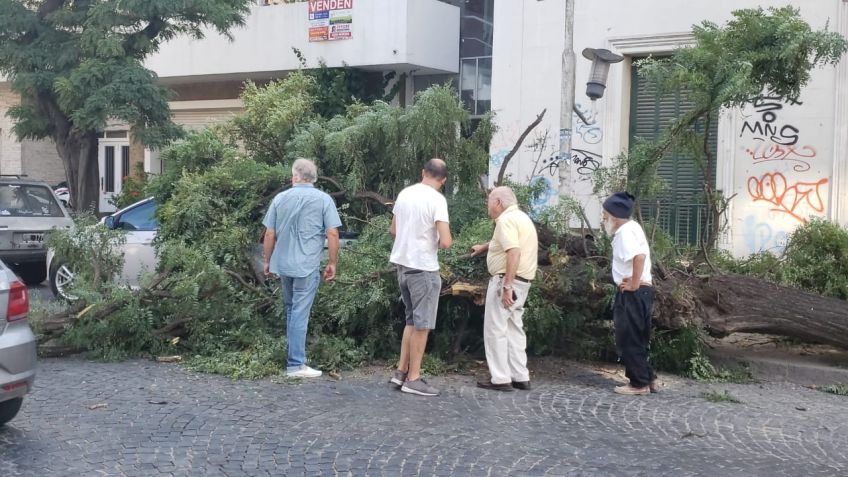 Un auto quedó bajo un árbol en pleno centro