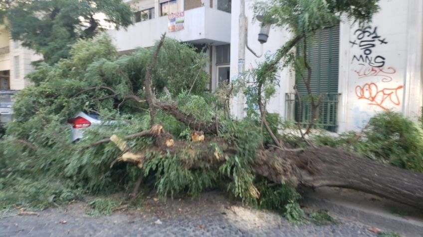 Un auto quedó bajo un árbol en pleno centro