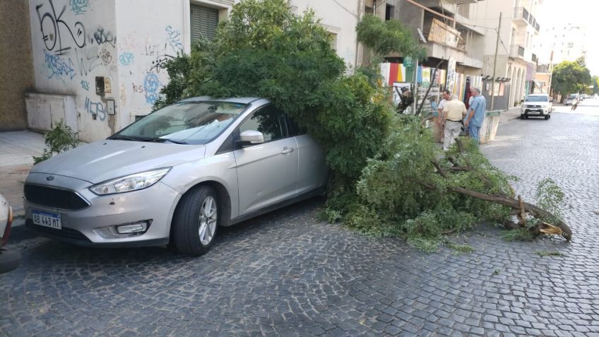 El árbol que aplastó un auto fue tirado por un camión