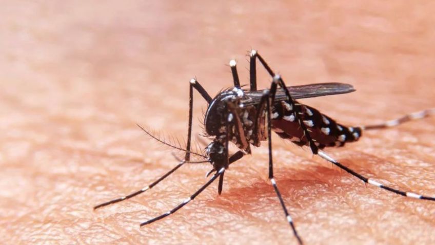 Bromatología analiza un posible caso de dengue en la ciudad