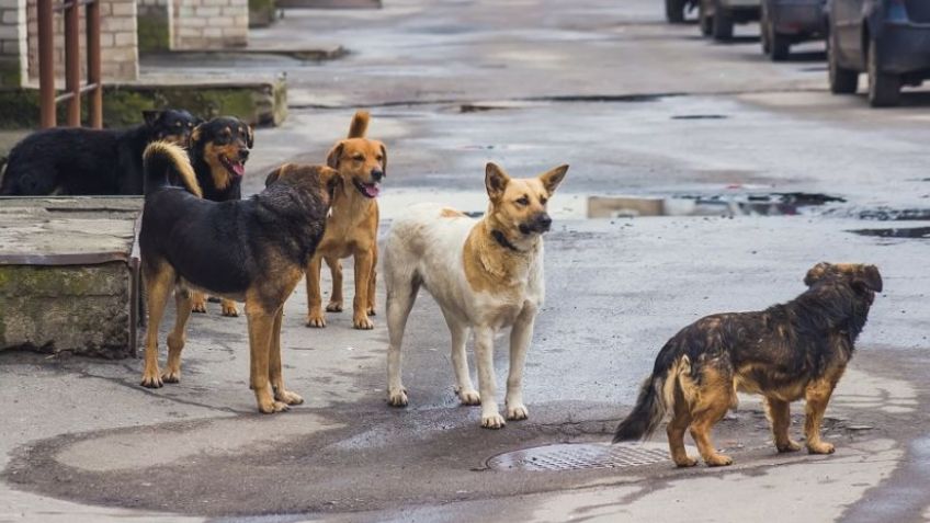 Avanzarán en la actualización de la ordenanza de "preservación de la vida animal"