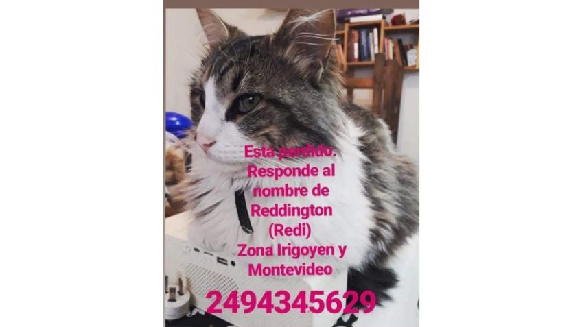 Buscan a Redi